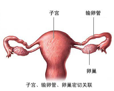 输卵管不通