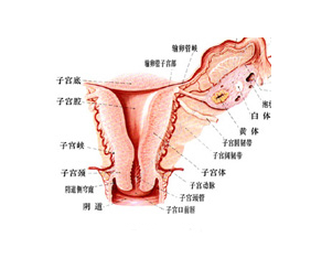 女性子宫