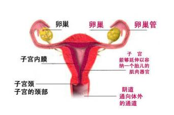 宫颈炎