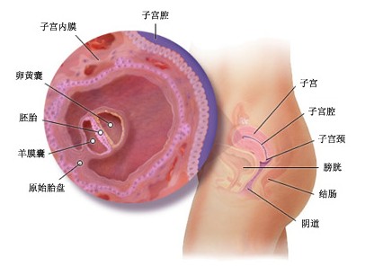 子宫内膜厚