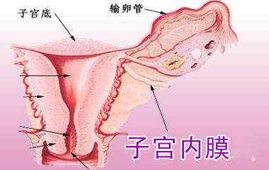 子宫内膜病理图