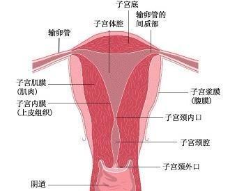 子宫性不孕