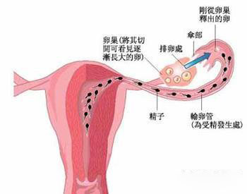 卵巢