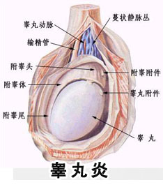 睾丸炎