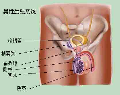 不育怎么治疗