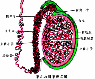 男性不育