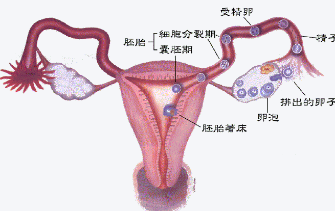不孕原因