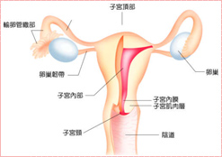 子宫性不孕