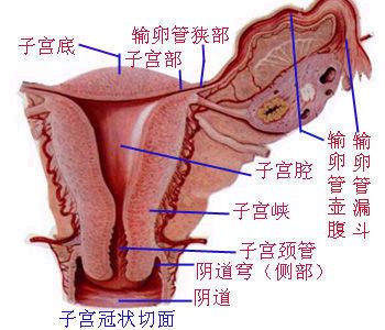 子宫性不孕