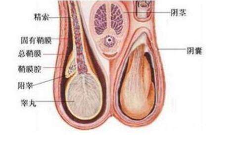 睾丸萎缩会恢复吗